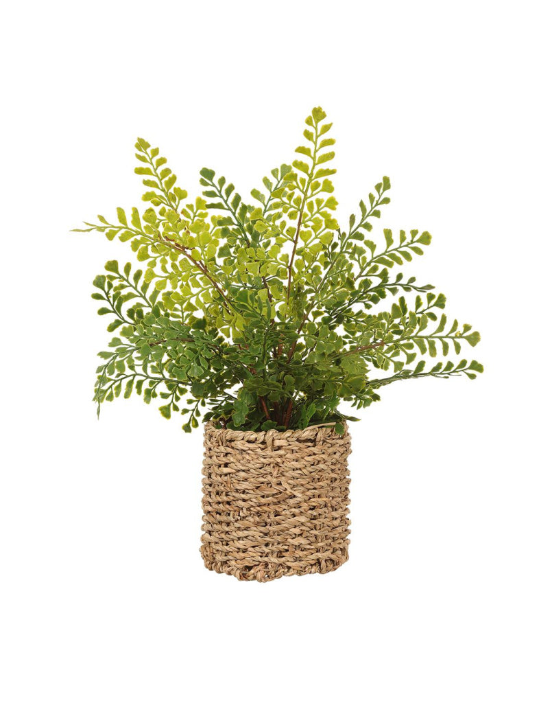 Maidenhair in Basket