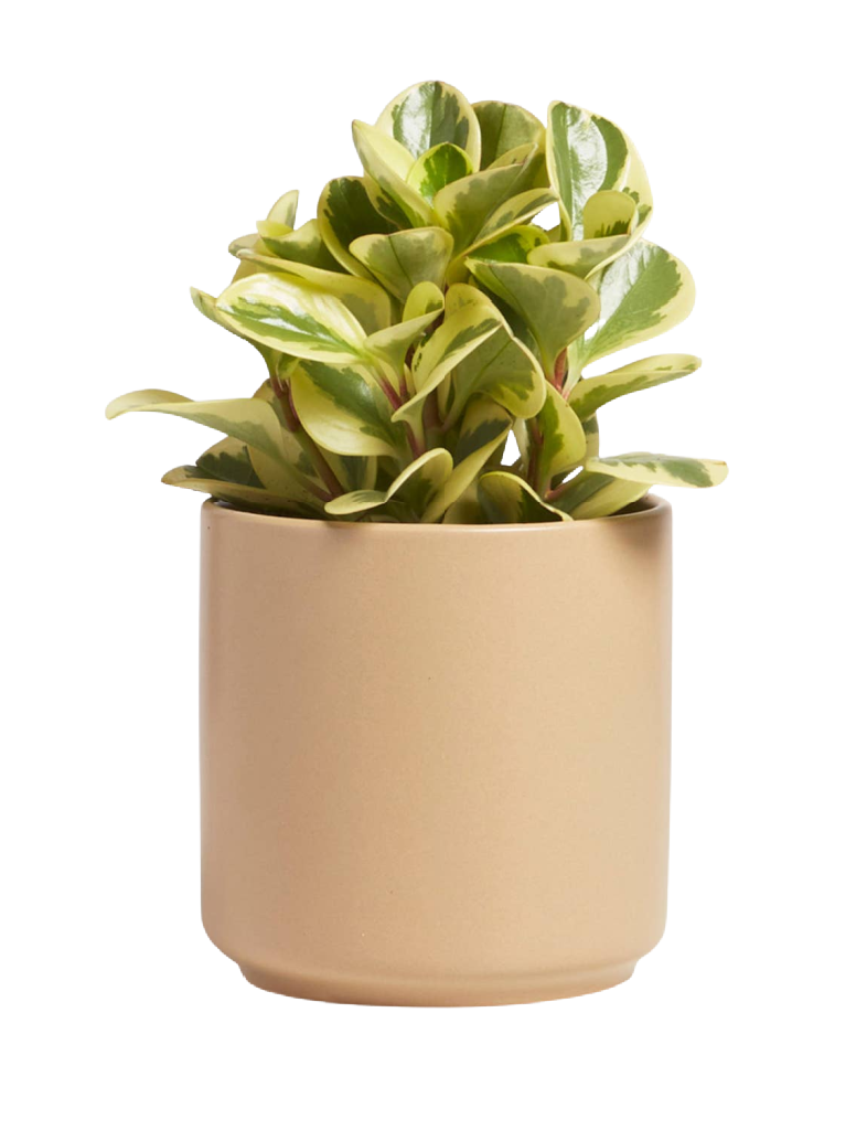 Tan Planter